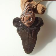 サメ歯化石ネックレス